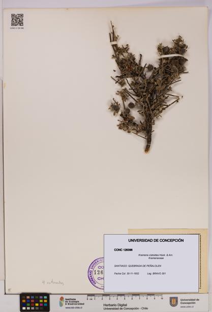 Krameria cistoidea [Espécimen: UDEC:CONC:0126396]