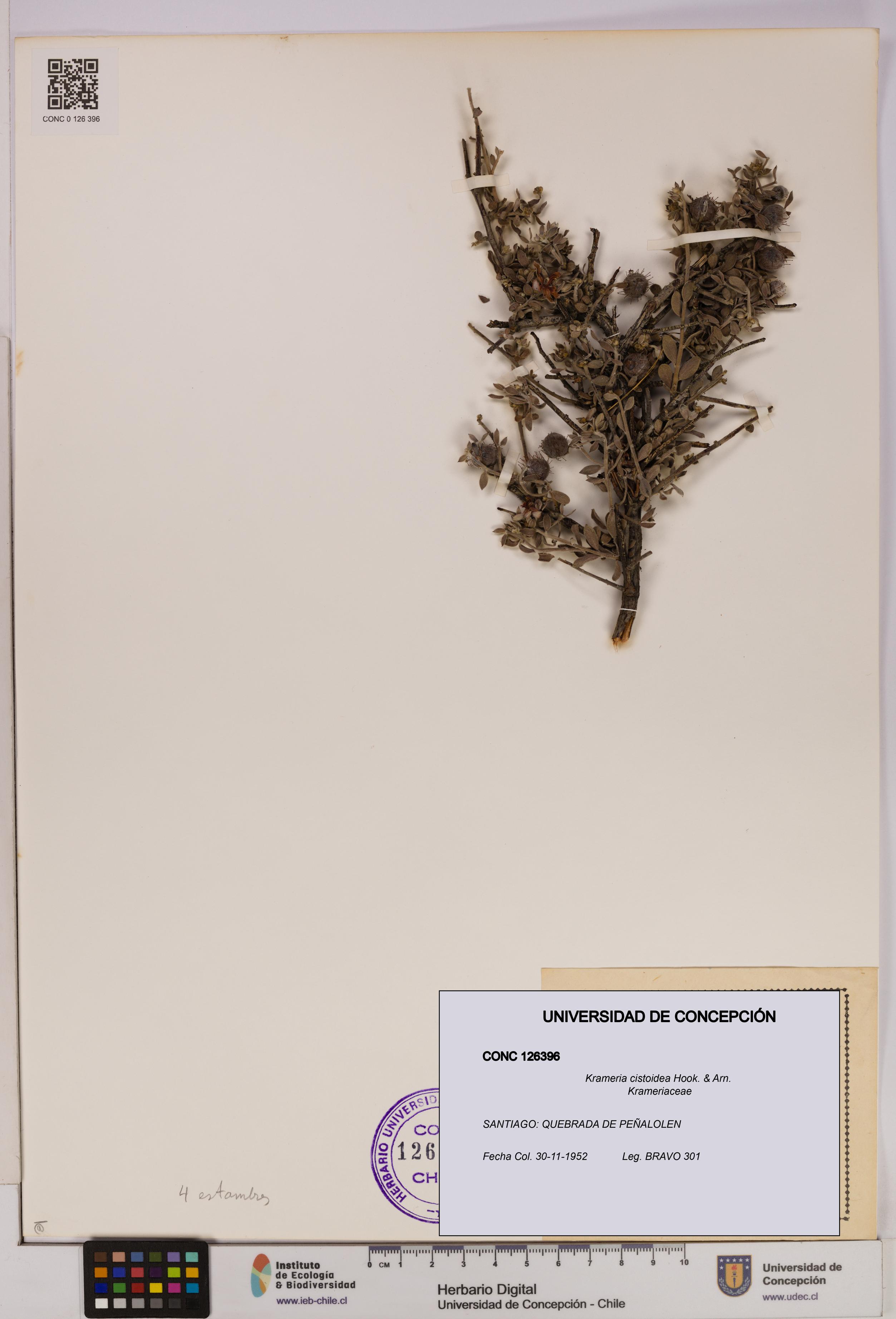 Krameria cistoidea [Espécimen: UDEC:CONC:0126396]