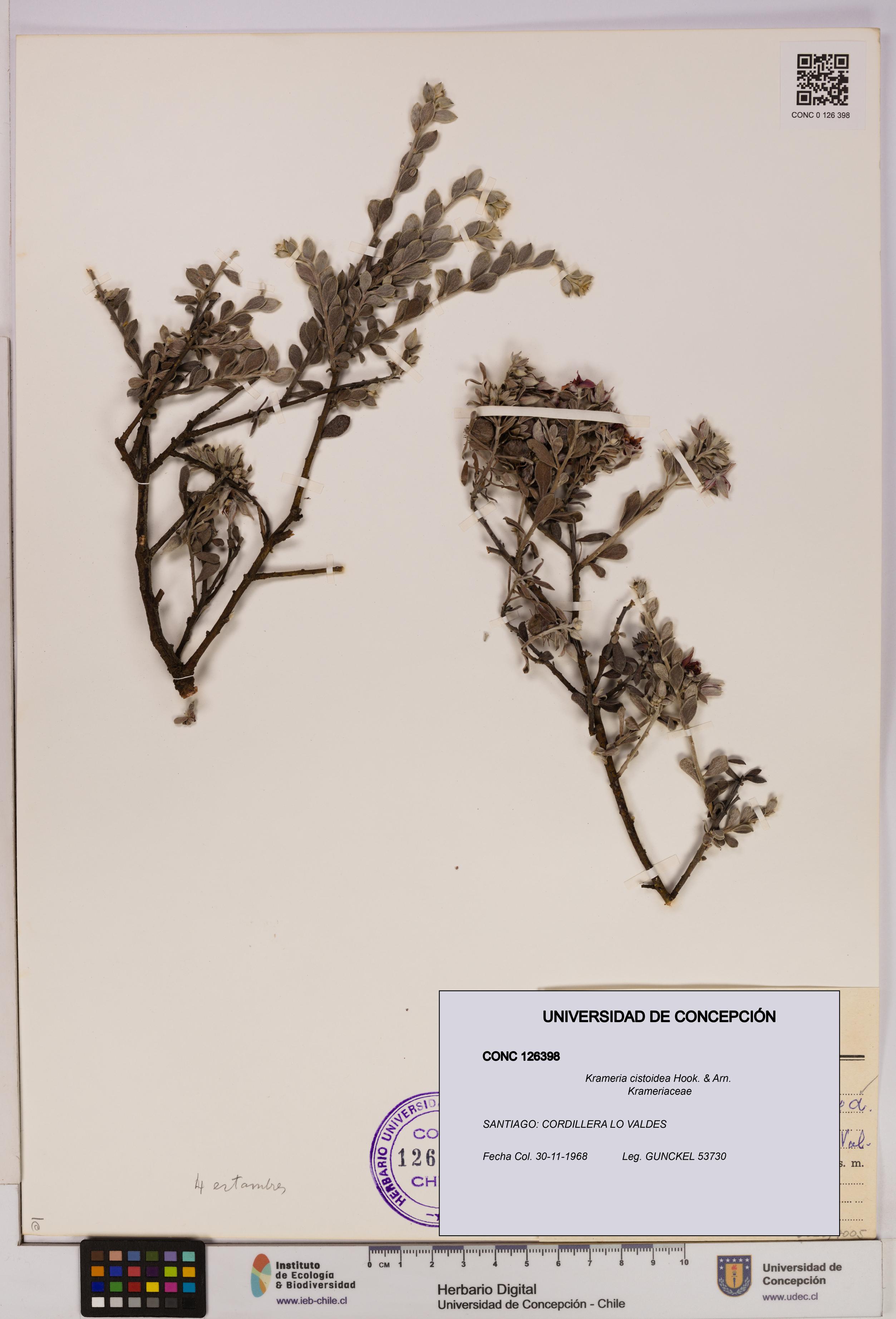 Krameria cistoidea [Espécimen: UDEC:CONC:0126398]
