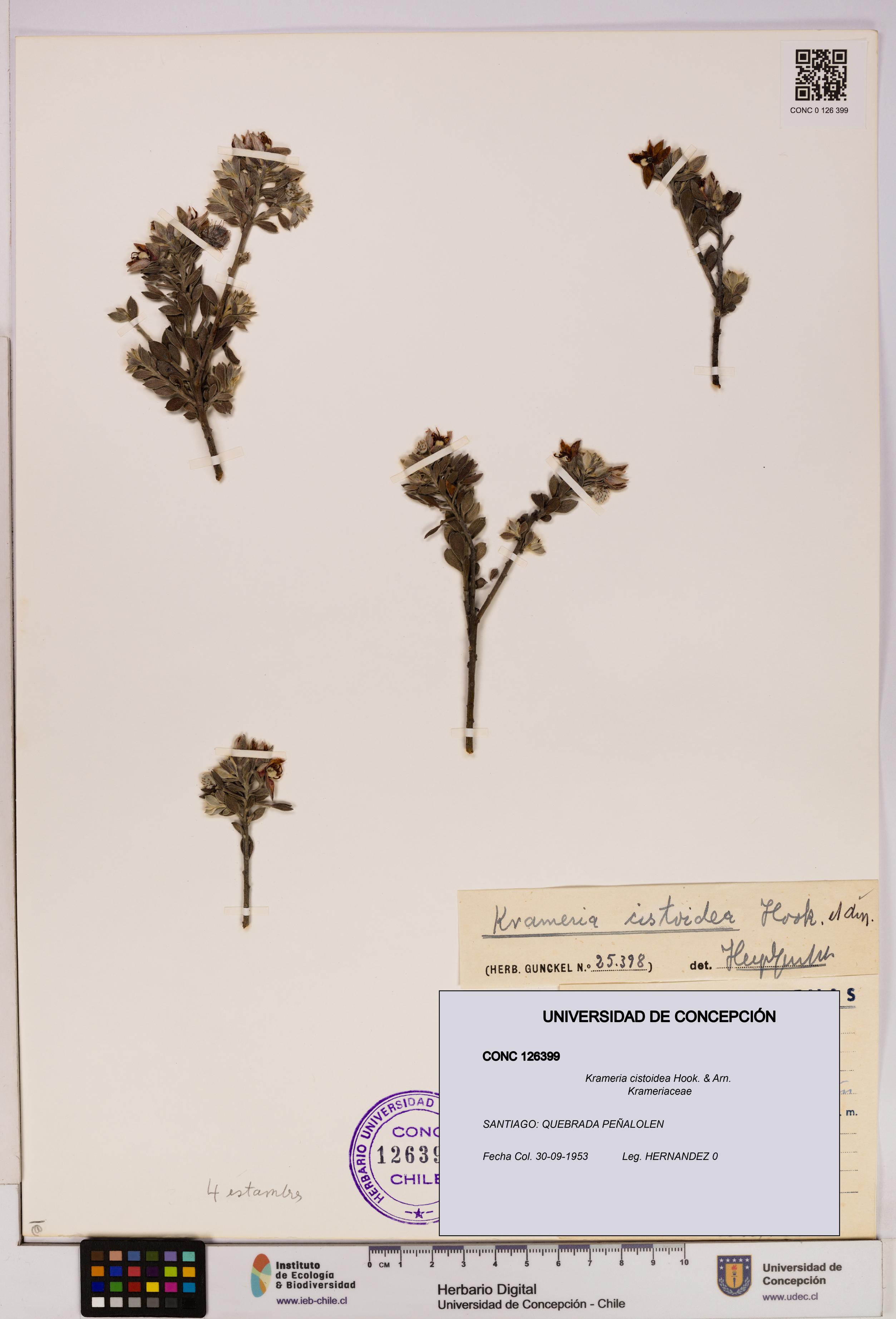 Krameria cistoidea [Espécimen: UDEC:CONC:0126399]