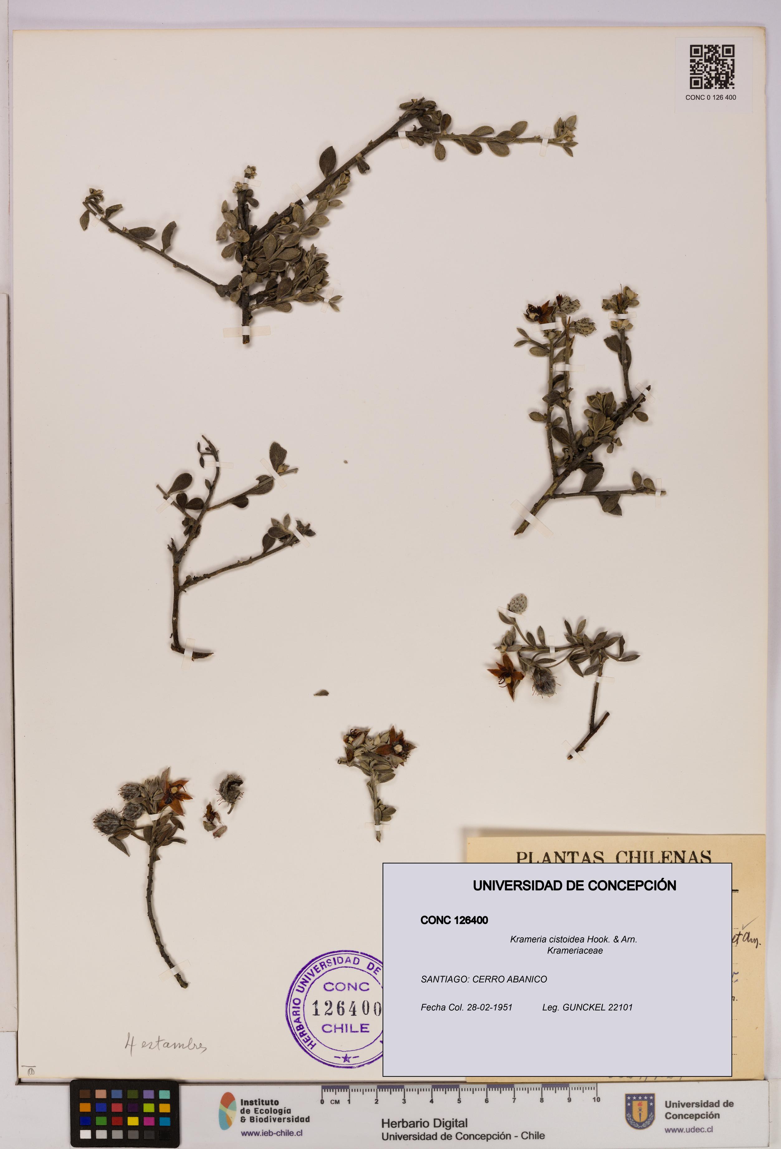 Krameria cistoidea [Espécimen: UDEC:CONC:0126400]