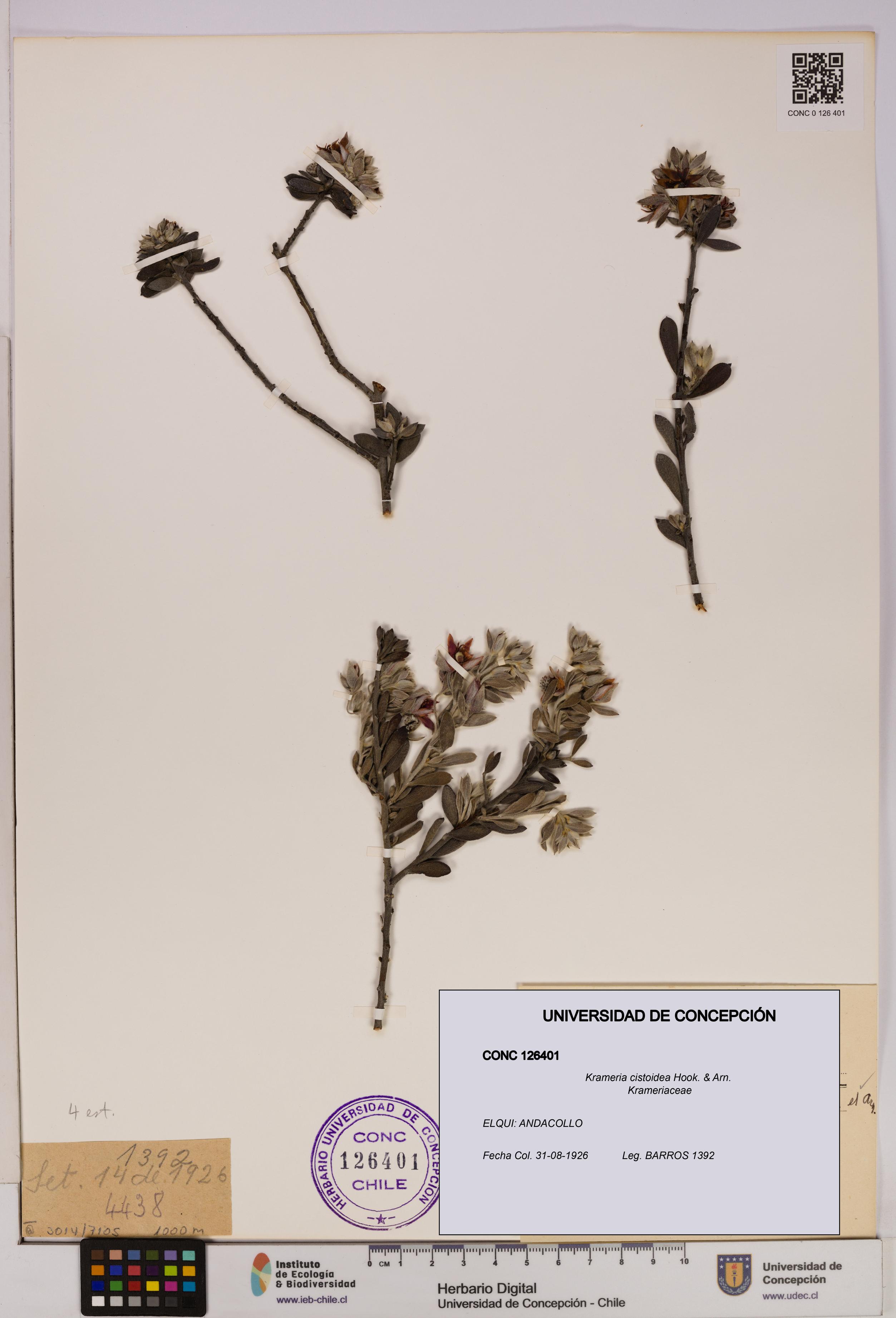 Krameria cistoidea [Espécimen: UDEC:CONC:0126401]