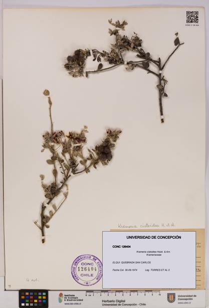 Krameria cistoidea [Espécimen: UDEC:CONC:0126404]