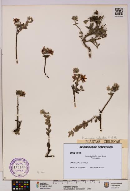 Krameria cistoidea [Espécimen: UDEC:CONC:0126405]