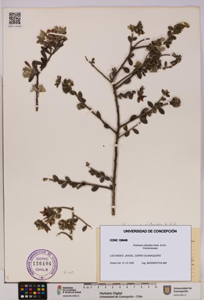 Krameria cistoidea [Espécimen: UDEC:CONC:0126406]