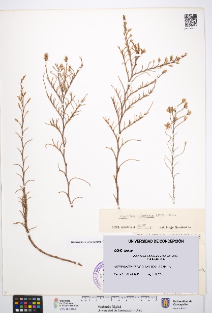 Bakerolimon plumosum [Espécimen: UDEC:CONC:0126409]