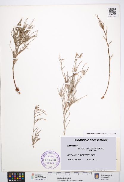 Bakerolimon plumosum [Espécimen: UDEC:CONC:0126410]