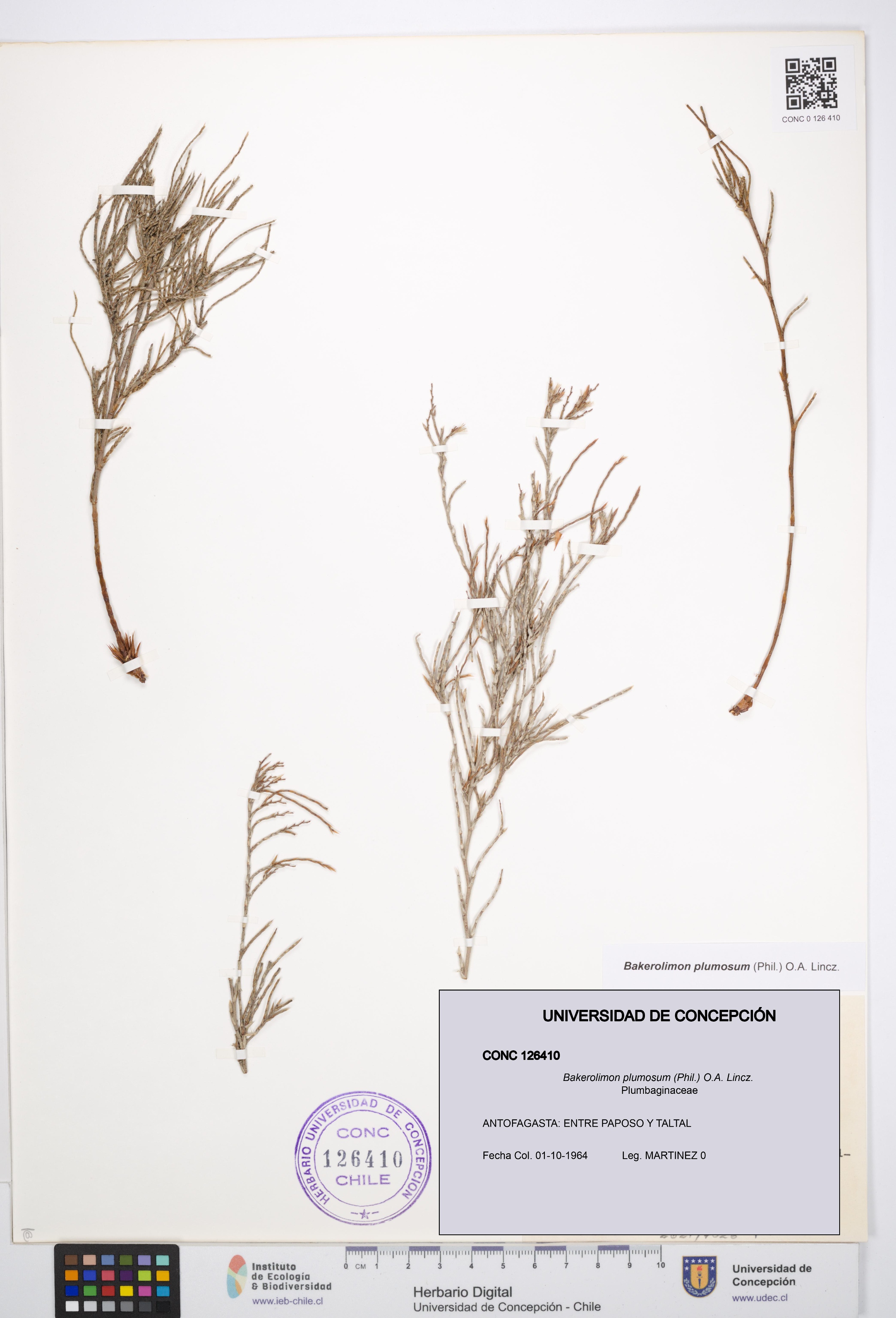 Bakerolimon plumosum [Espécimen: UDEC:CONC:0126410]