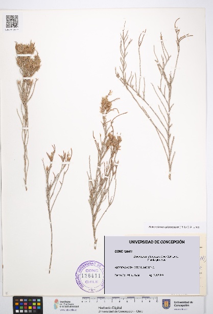 Bakerolimon plumosum [Espécimen: UDEC:CONC:0126411]
