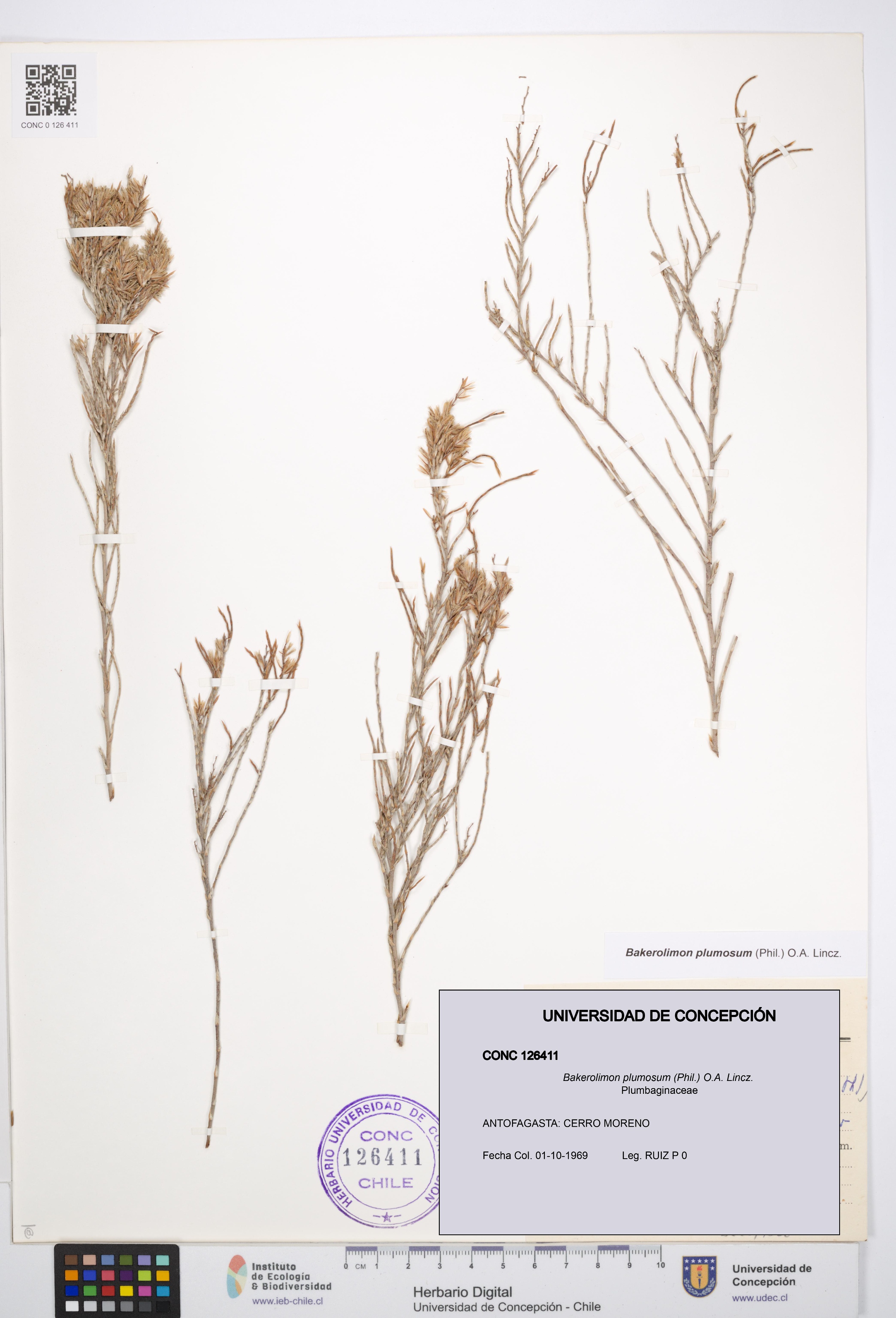 Bakerolimon plumosum [Espécimen: UDEC:CONC:0126411]