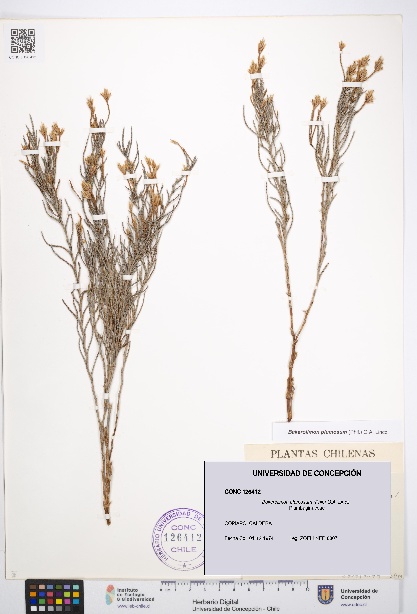 Bakerolimon plumosum [Espécimen: UDEC:CONC:0126412]