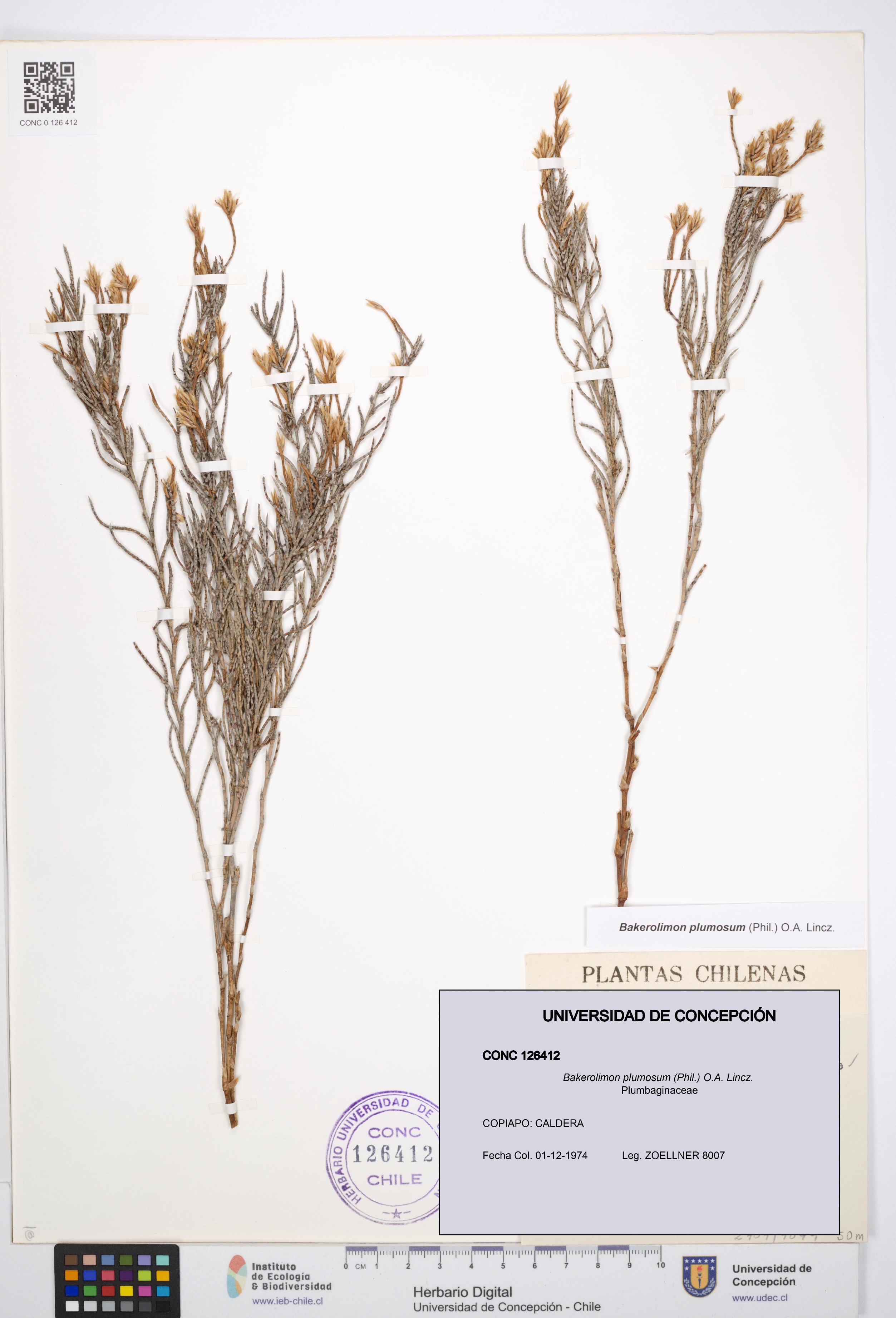 Bakerolimon plumosum [Espécimen: UDEC:CONC:0126412]