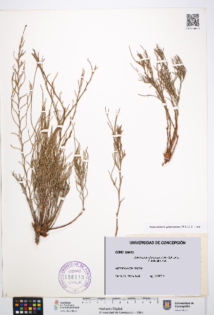 Bakerolimon plumosum [Espécimen: UDEC:CONC:0126413]
