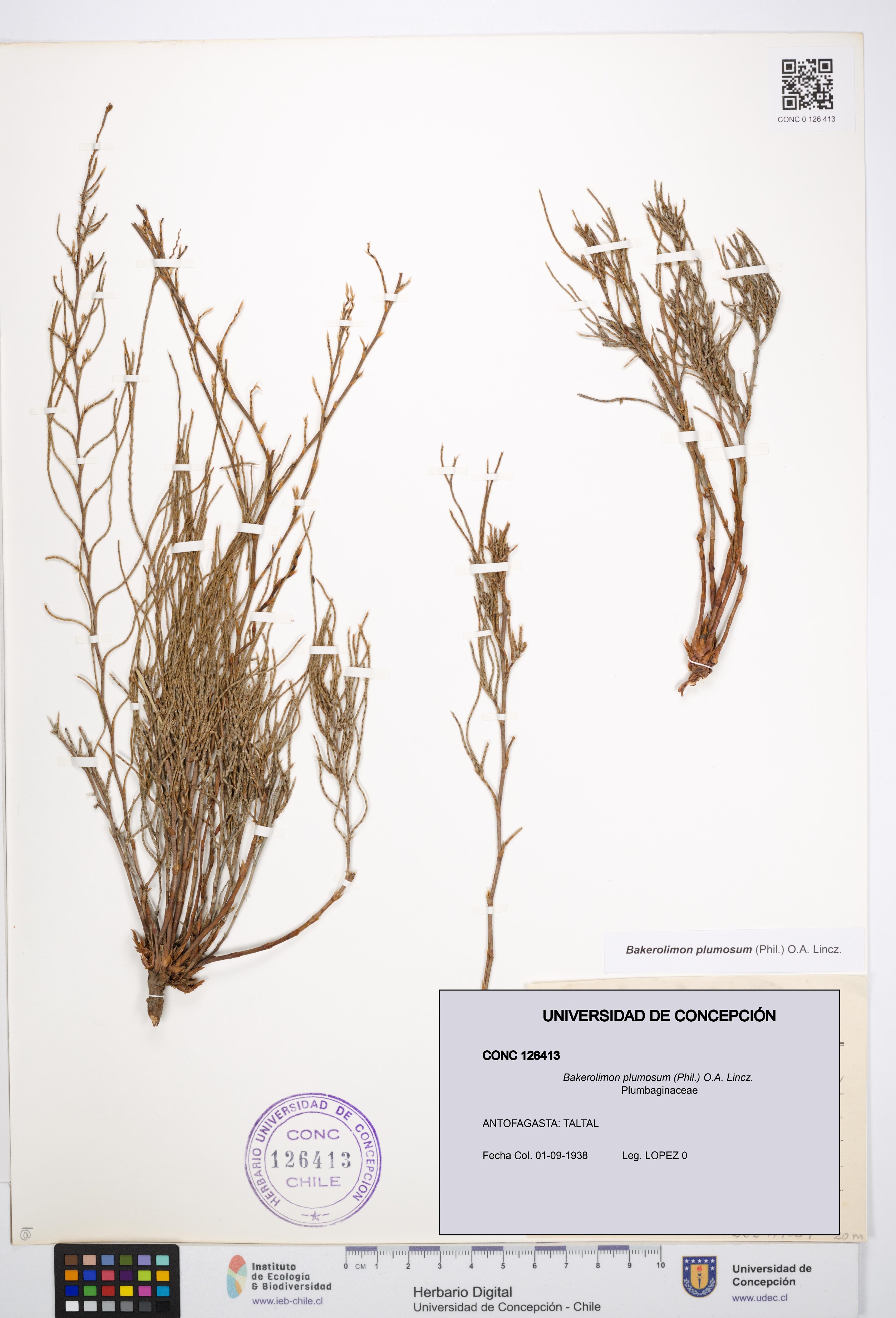 Bakerolimon plumosum [Espécimen: UDEC:CONC:0126413]