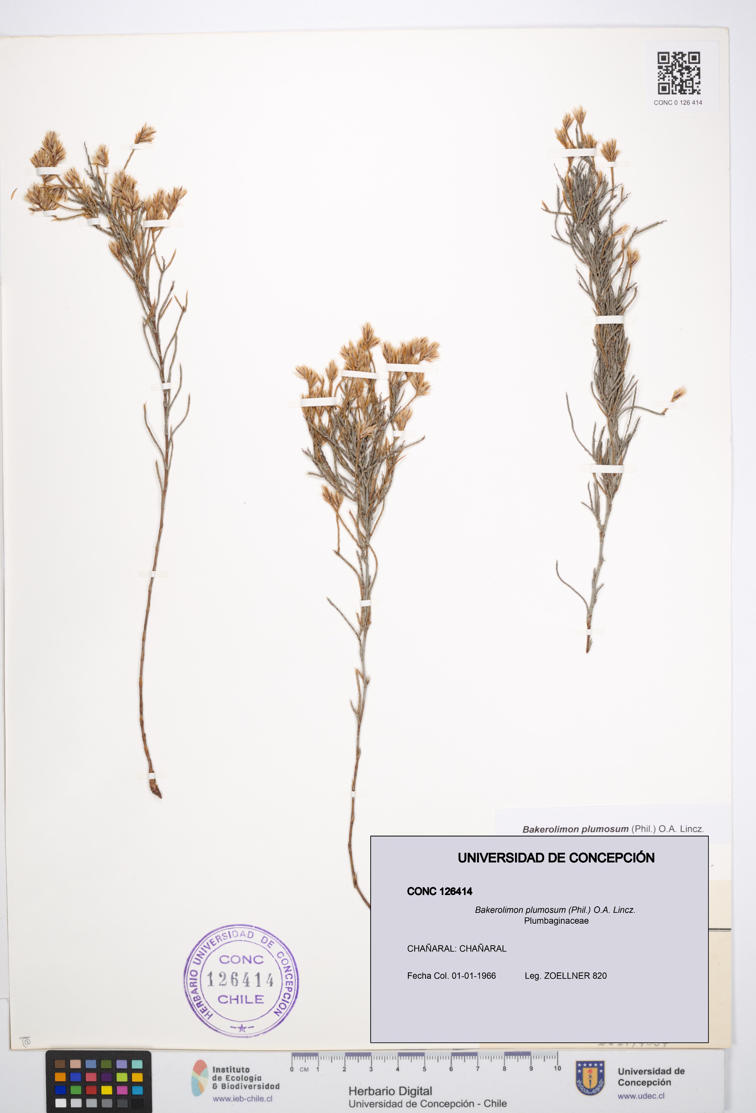 Bakerolimon plumosum [Espécimen: UDEC:CONC:0126414]