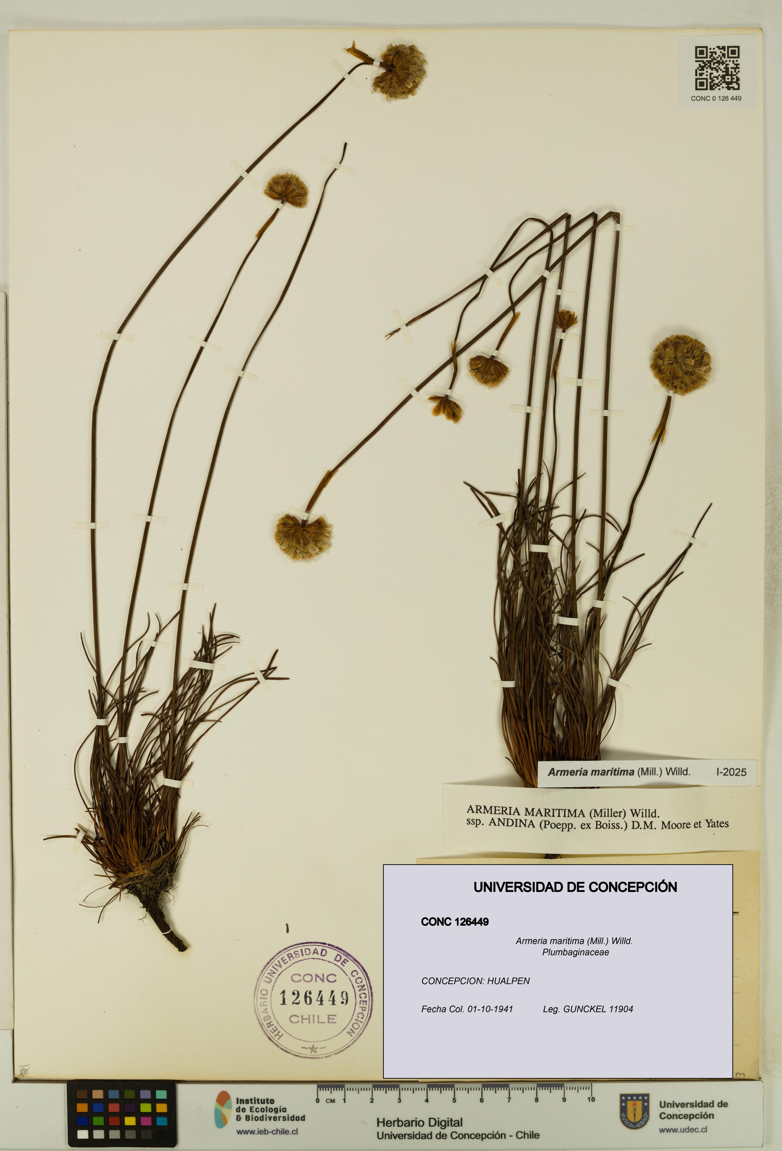 Armeria maritima [Espécimen: UDEC:CONC:0126449]