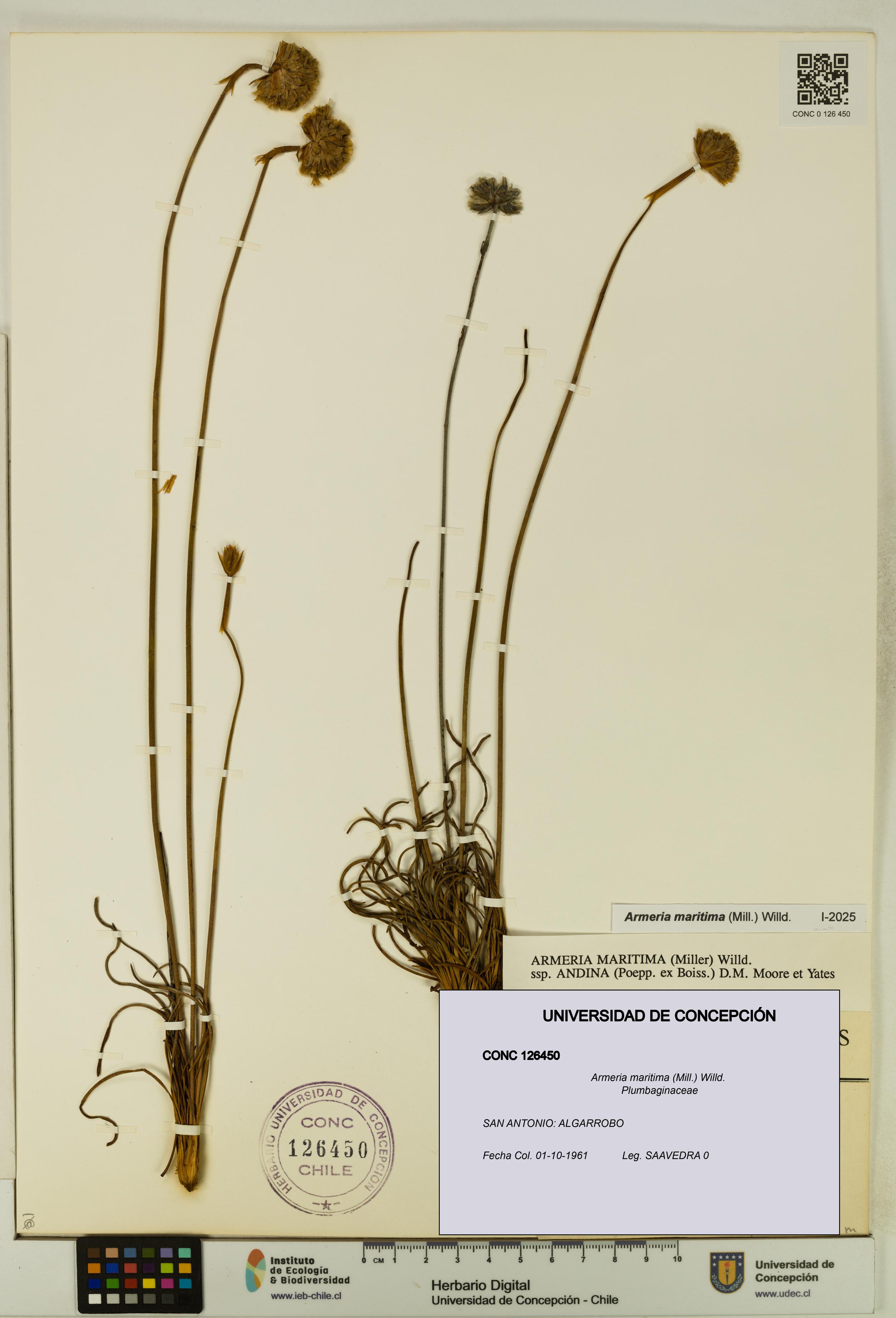 Armeria maritima [Espécimen: UDEC:CONC:0126450]