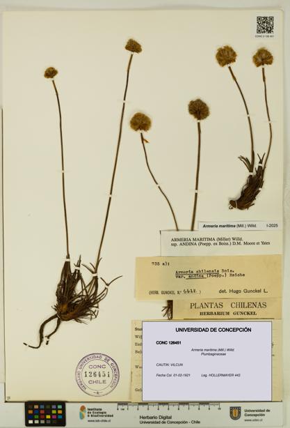Armeria maritima [Espécimen: UDEC:CONC:0126451]