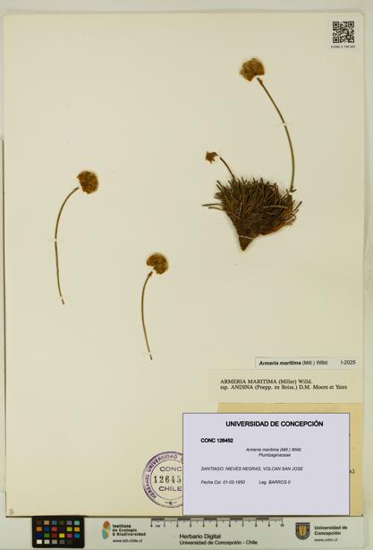 Armeria maritima [Espécimen: UDEC:CONC:0126452]