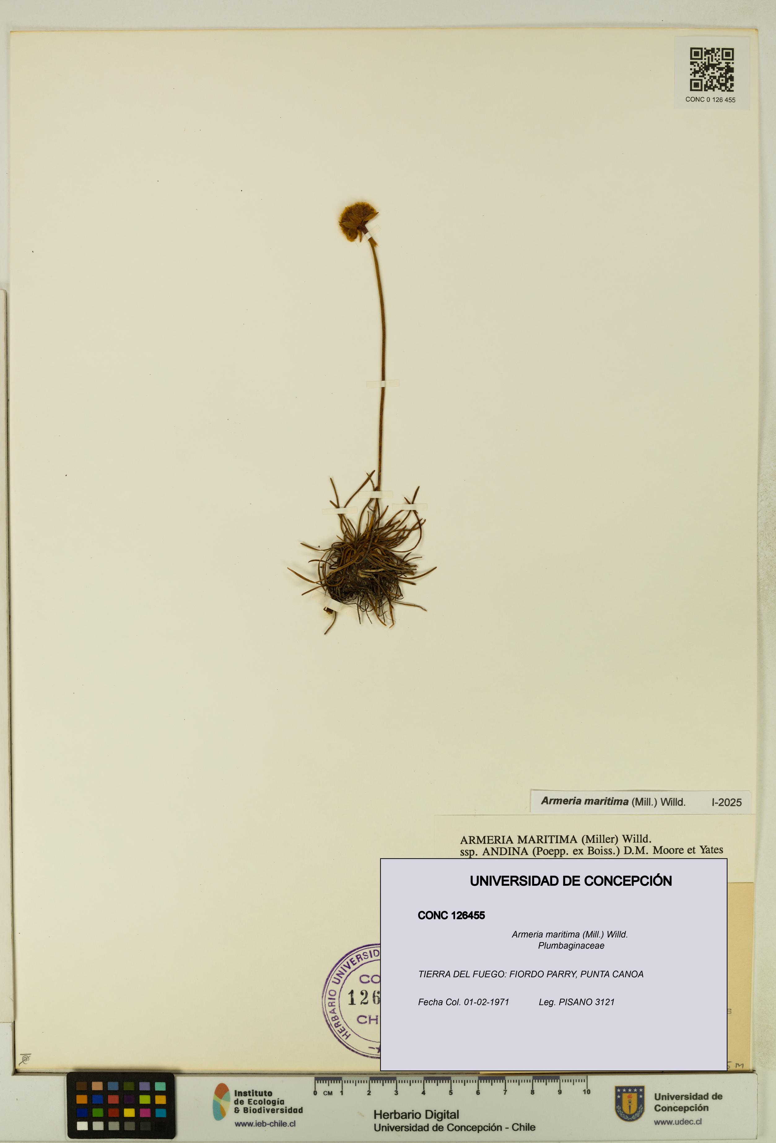 Armeria maritima [Espécimen: UDEC:CONC:0126455]