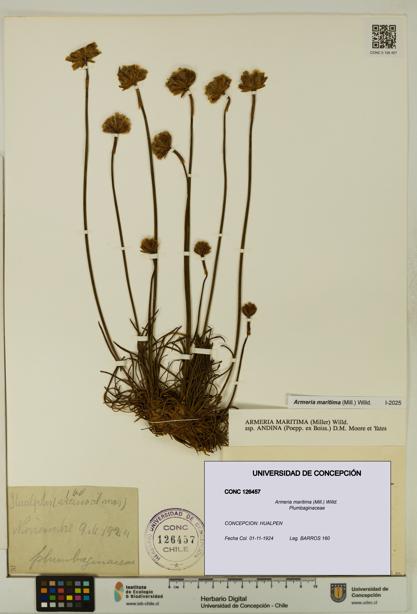 Armeria maritima [Espécimen: UDEC:CONC:0126457]