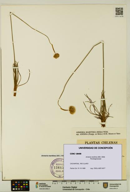 Armeria maritima [Espécimen: UDEC:CONC:0126458]