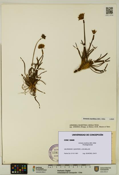 Armeria maritima [Espécimen: UDEC:CONC:0126460]
