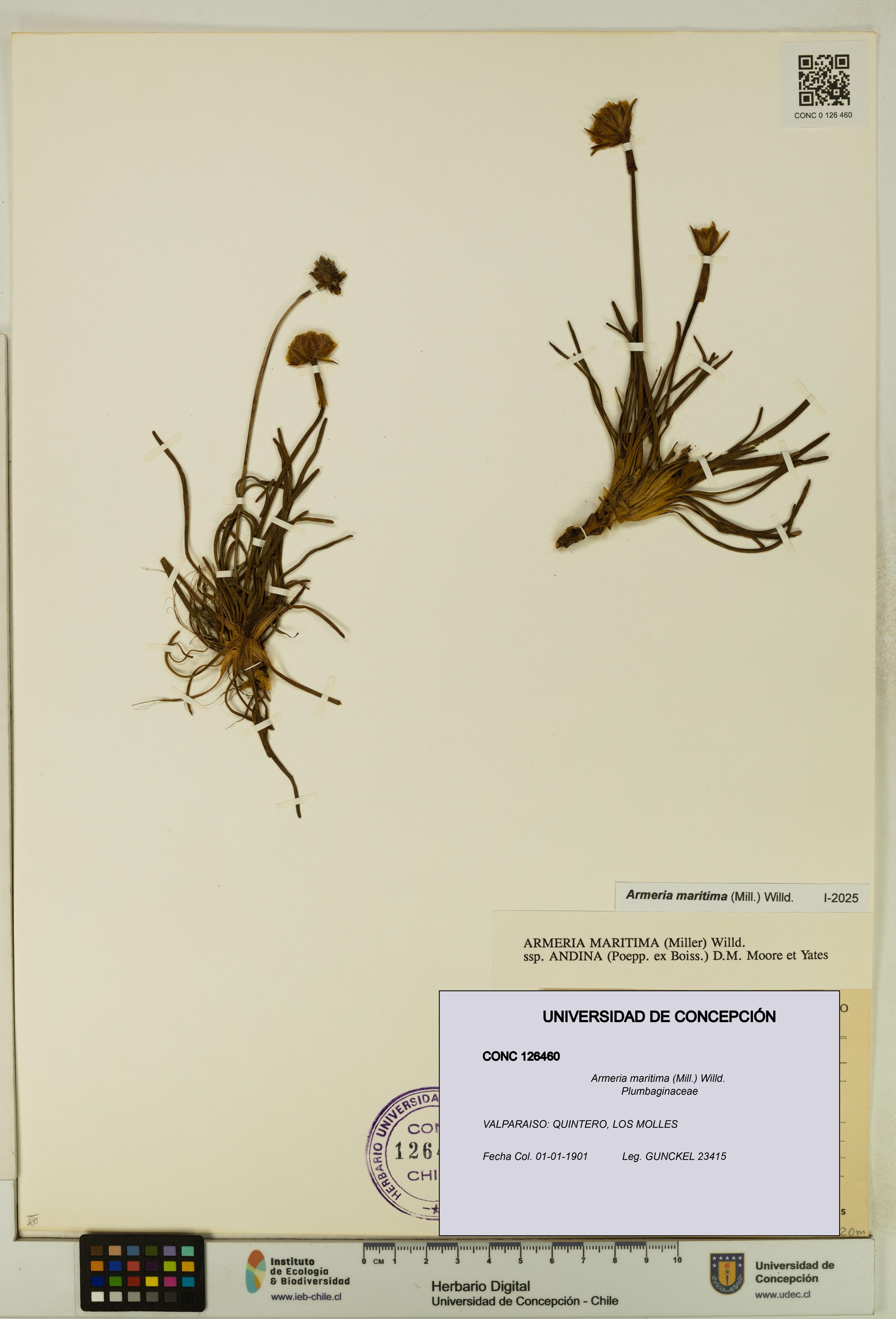 Armeria maritima [Espécimen: UDEC:CONC:0126460]