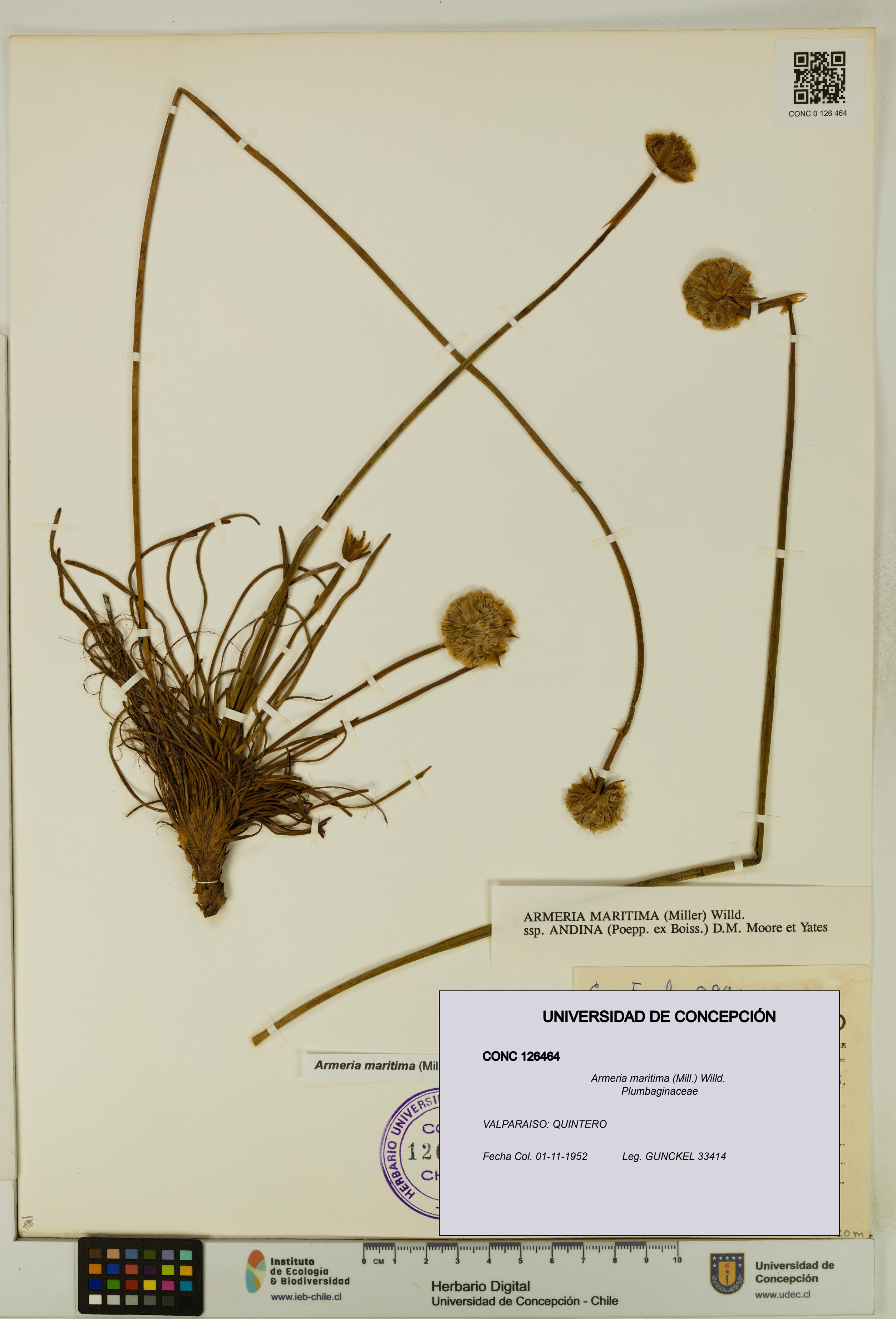 Armeria maritima [Espécimen: UDEC:CONC:0126464]