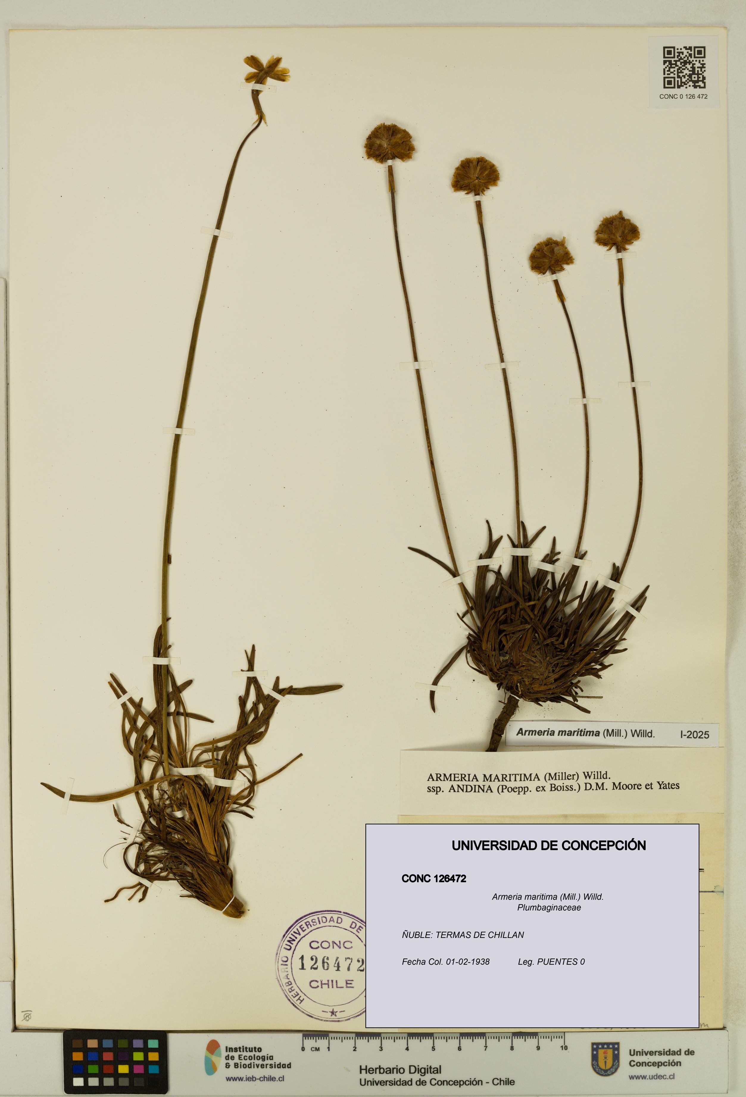 Armeria maritima [Espécimen: UDEC:CONC:0126472]