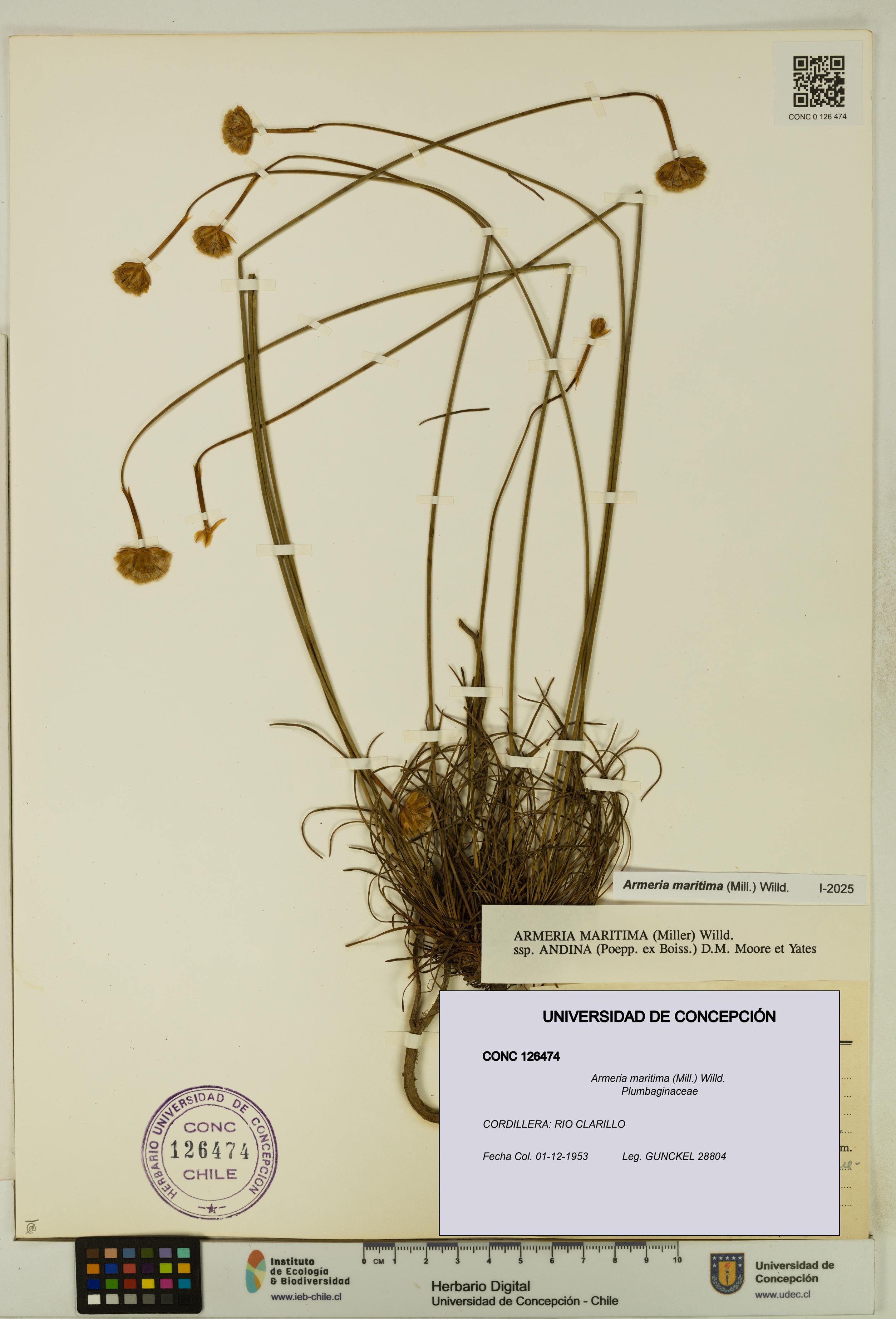 Armeria maritima [Espécimen: UDEC:CONC:0126474]