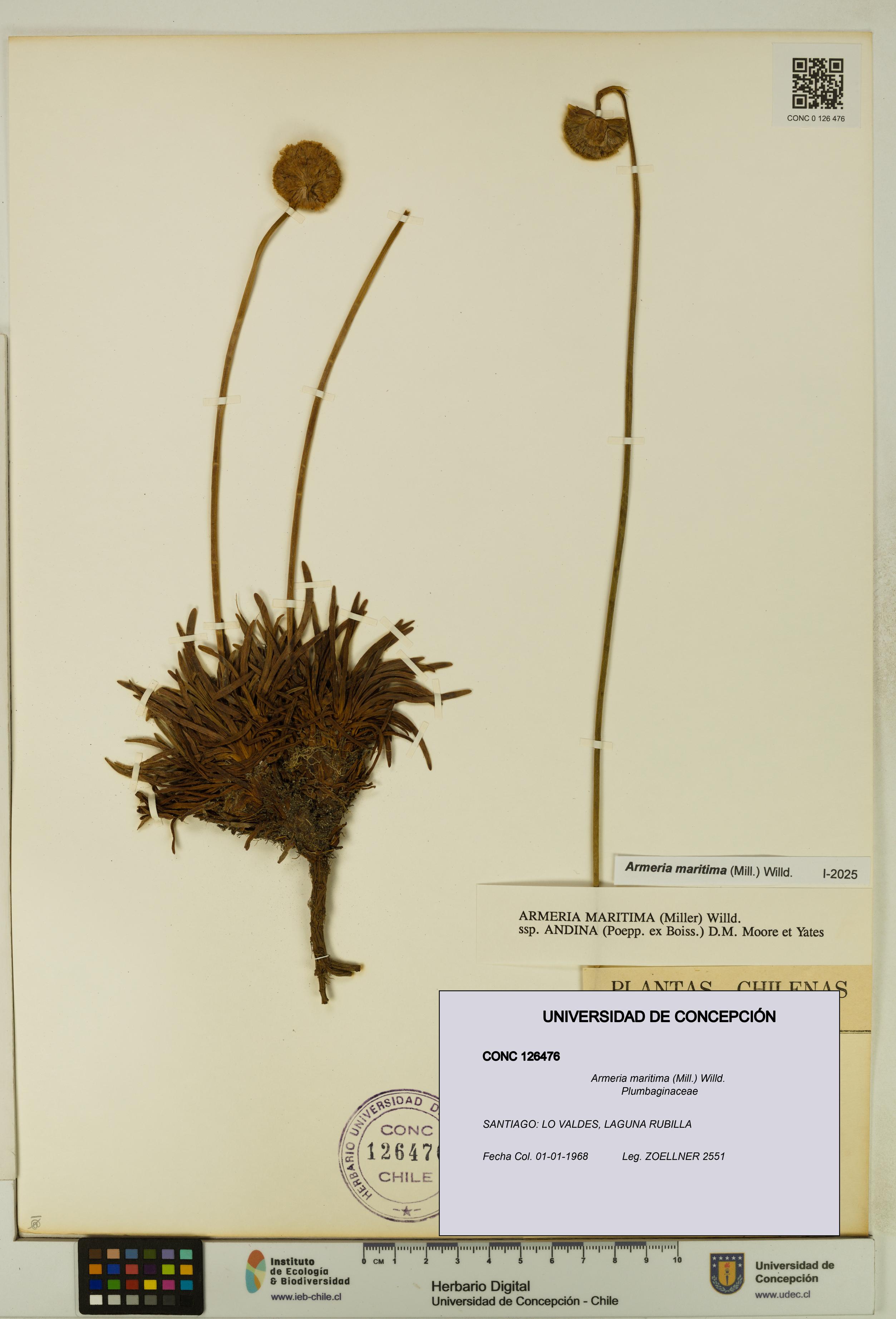 Armeria maritima [Espécimen: UDEC:CONC:0126476]