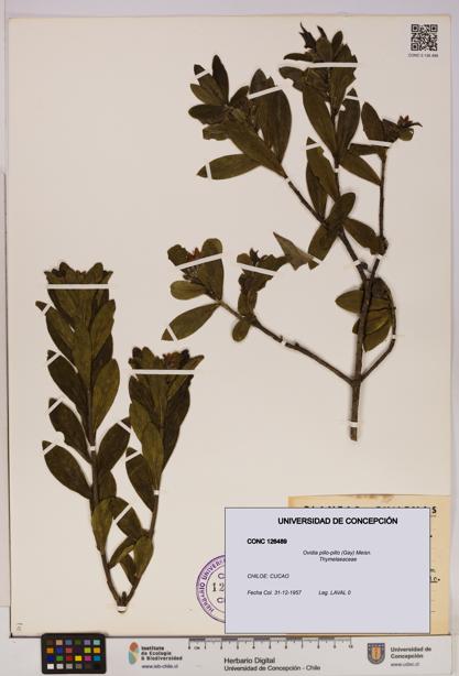 Ovidia pillo-pillo [Espécimen: UDEC:CONC:0126489]