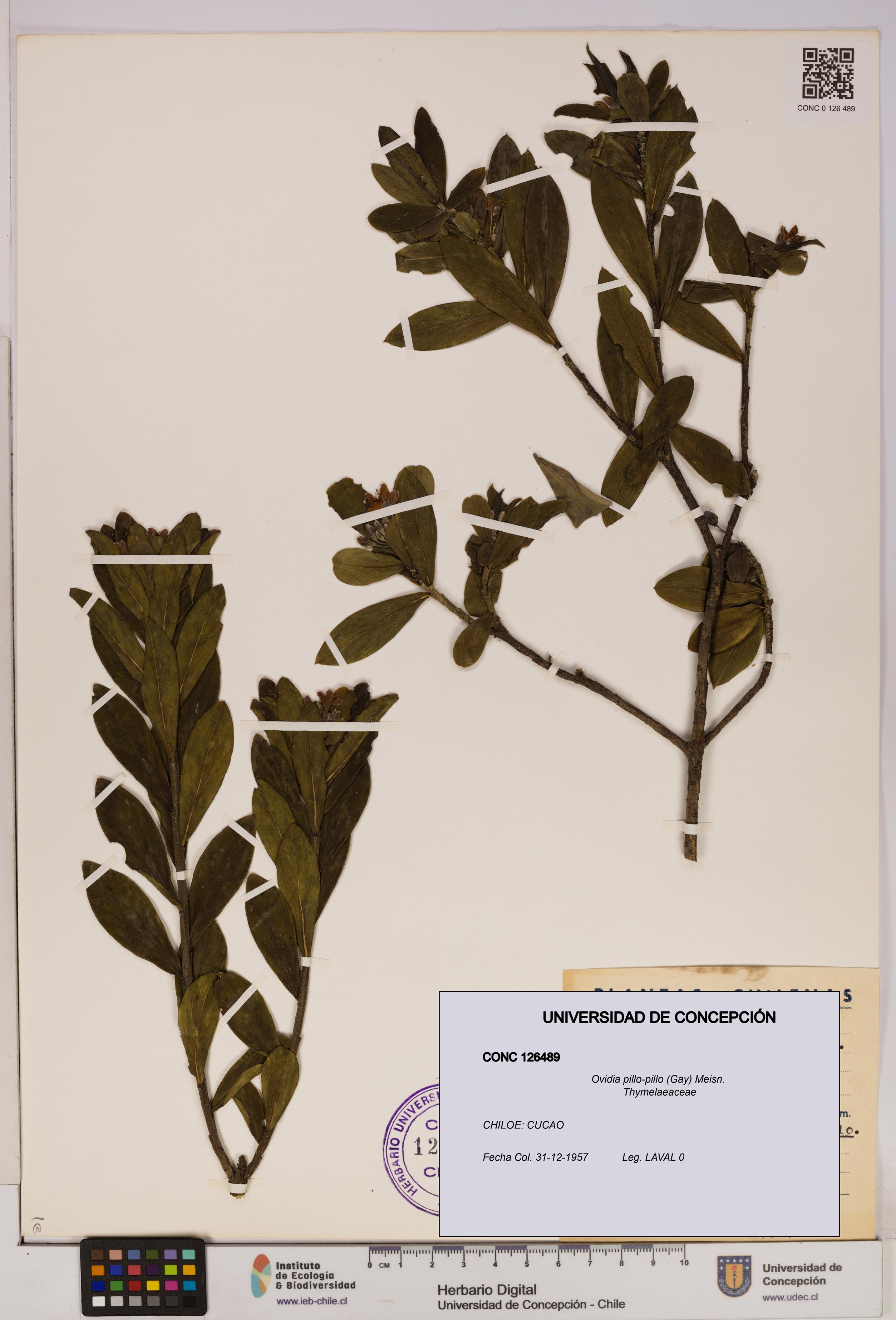 Ovidia pillo-pillo [Espécimen: UDEC:CONC:0126489]