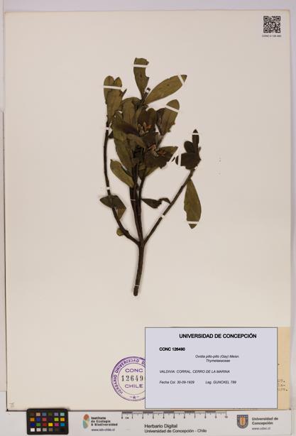 Ovidia pillo-pillo [Espécimen: UDEC:CONC:0126490]