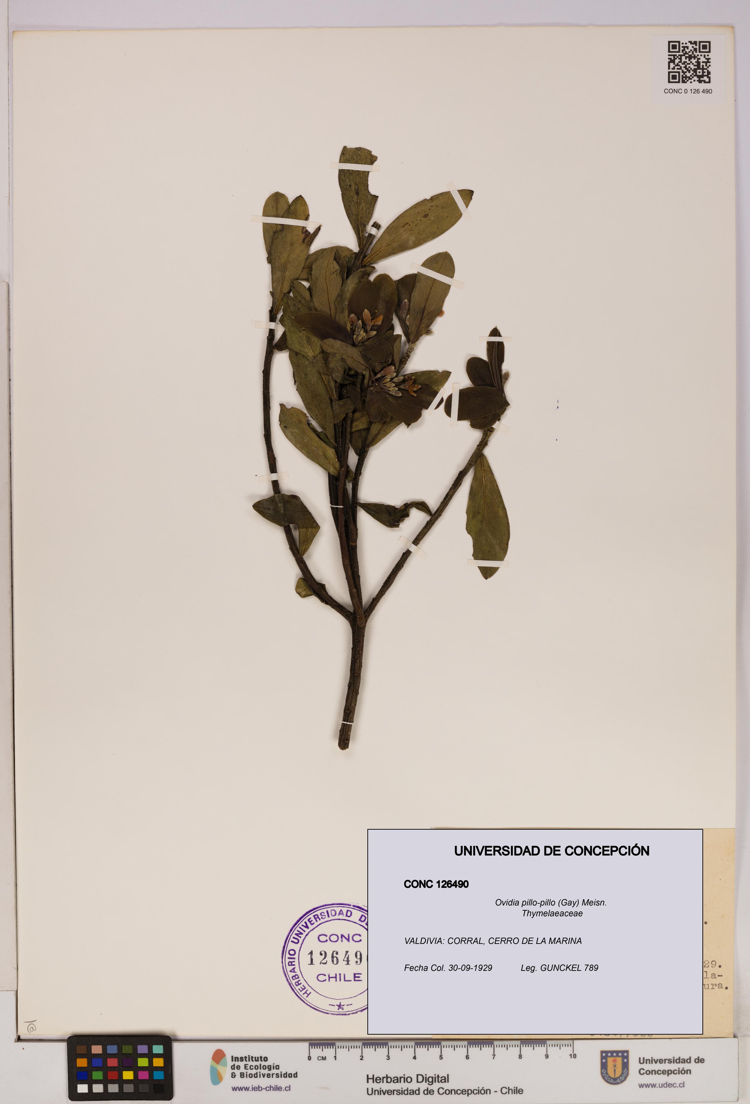 Ovidia pillo-pillo [Espécimen: UDEC:CONC:0126490]