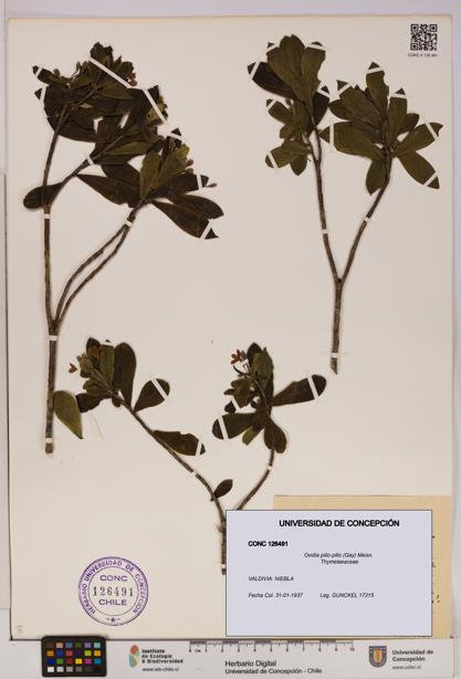Ovidia pillo-pillo [Espécimen: UDEC:CONC:0126491]
