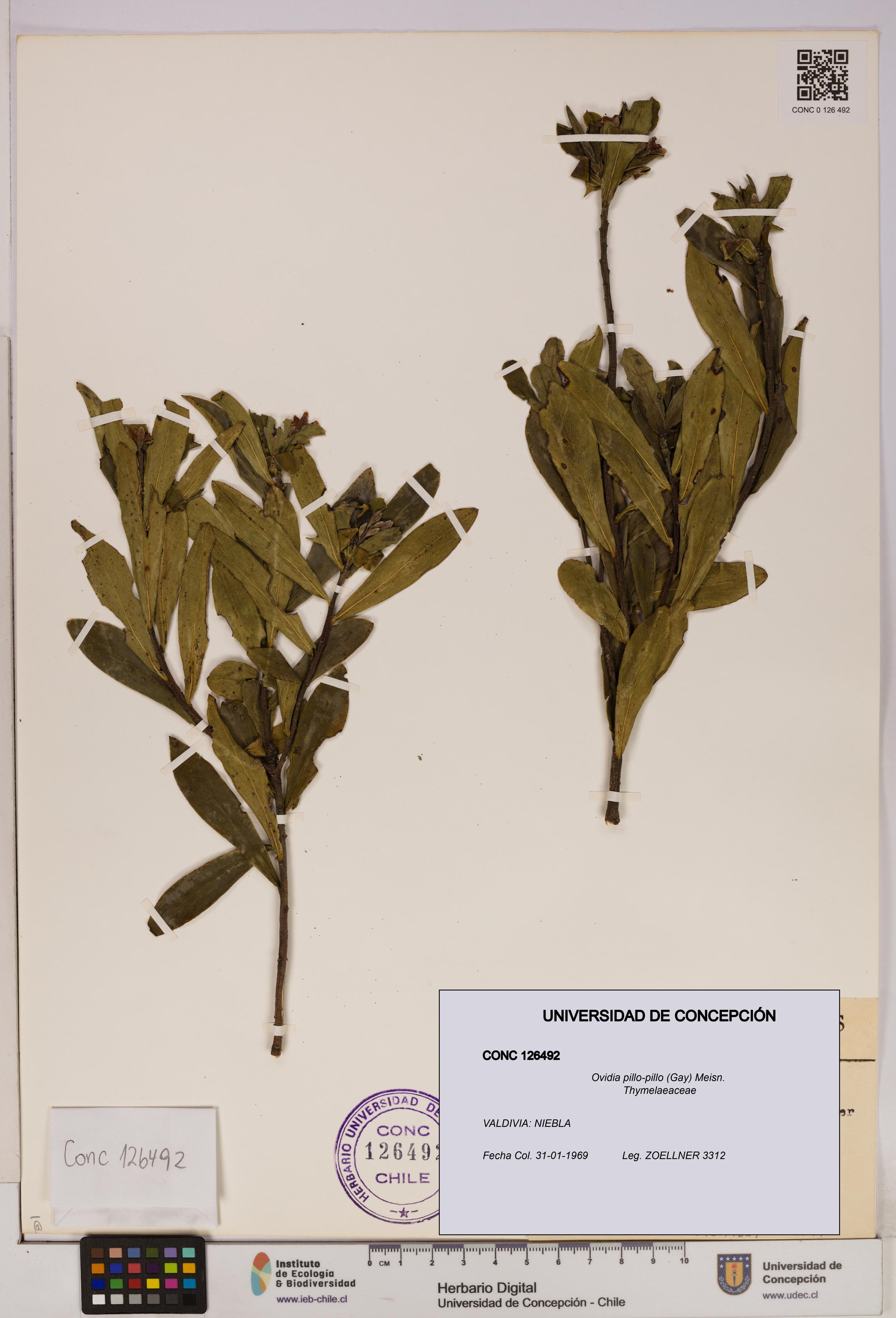 Ovidia pillo-pillo [Espécimen: UDEC:CONC:0126492]