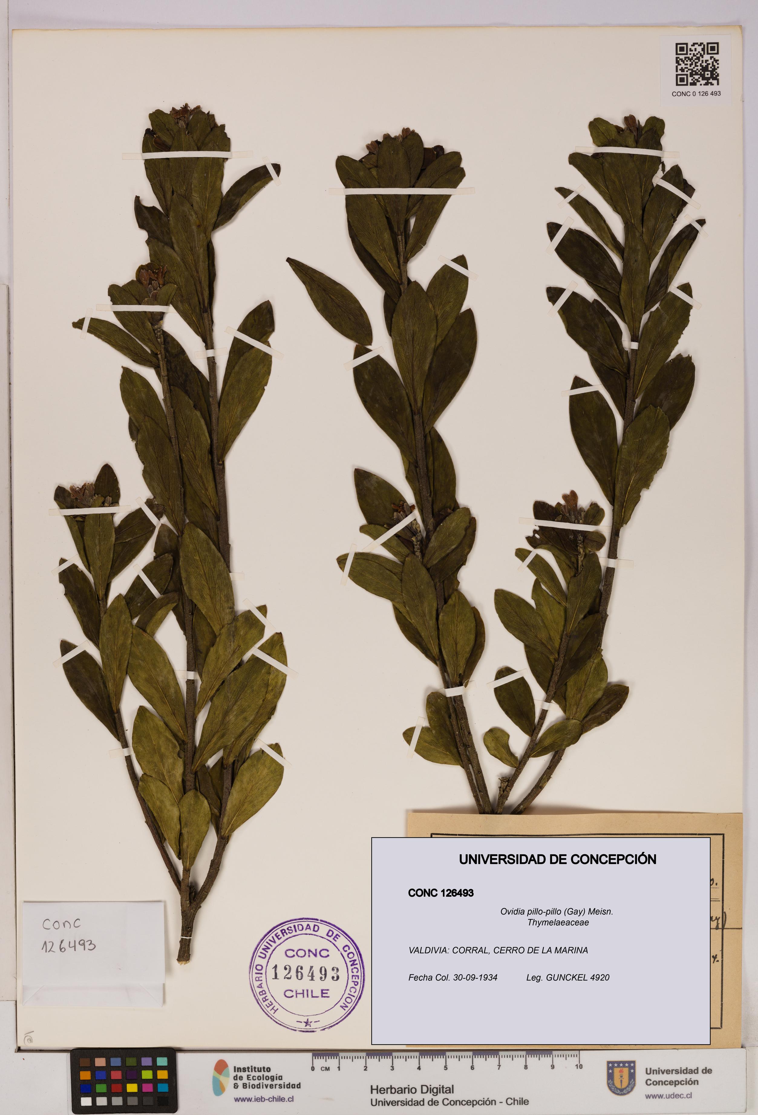 Ovidia pillo-pillo [Espécimen: UDEC:CONC:0126493]