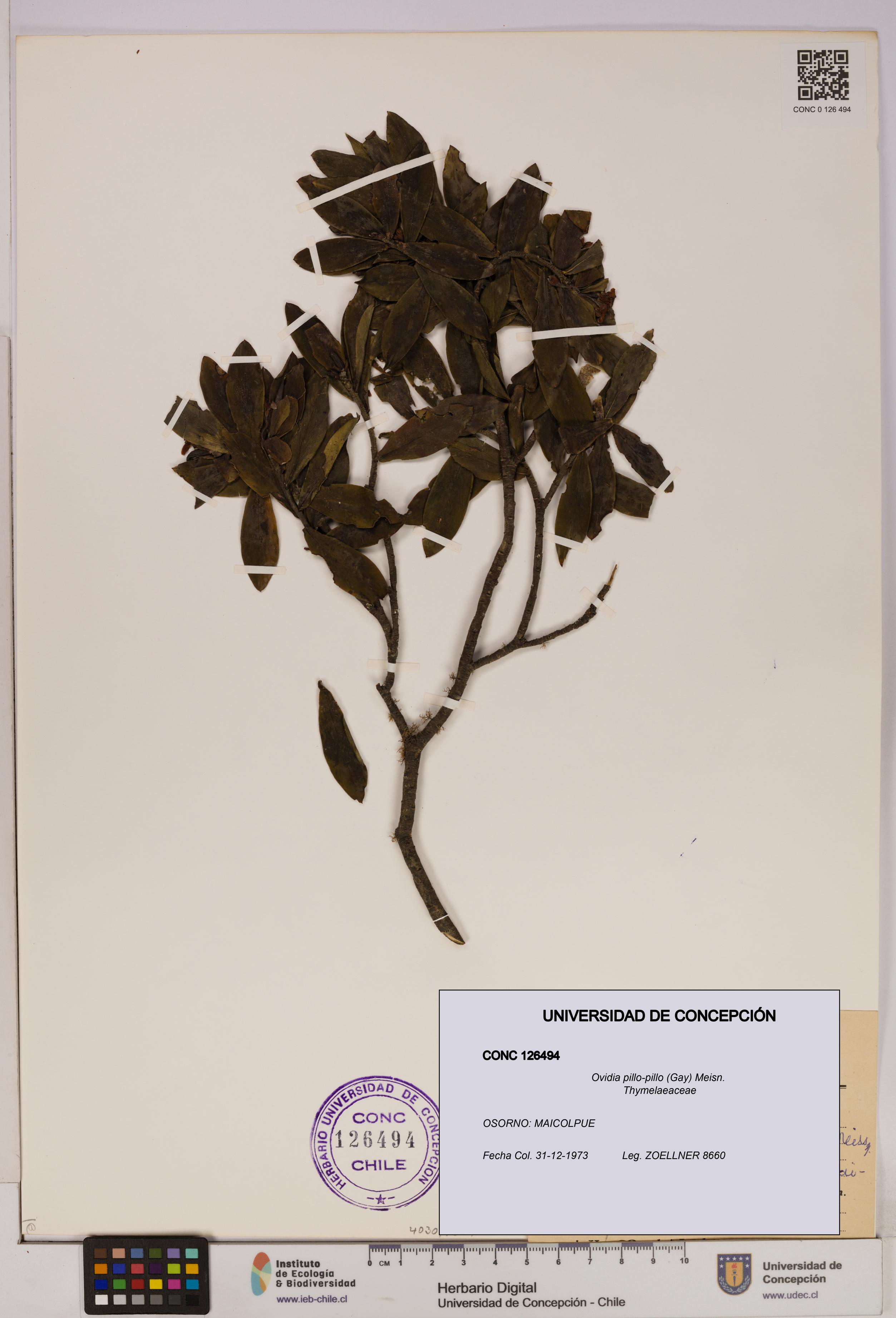 Ovidia pillo-pillo [Espécimen: UDEC:CONC:0126494]