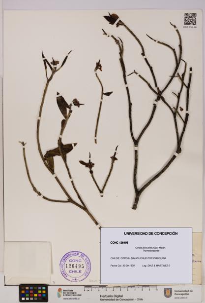 Ovidia pillo-pillo [Espécimen: UDEC:CONC:0126495]