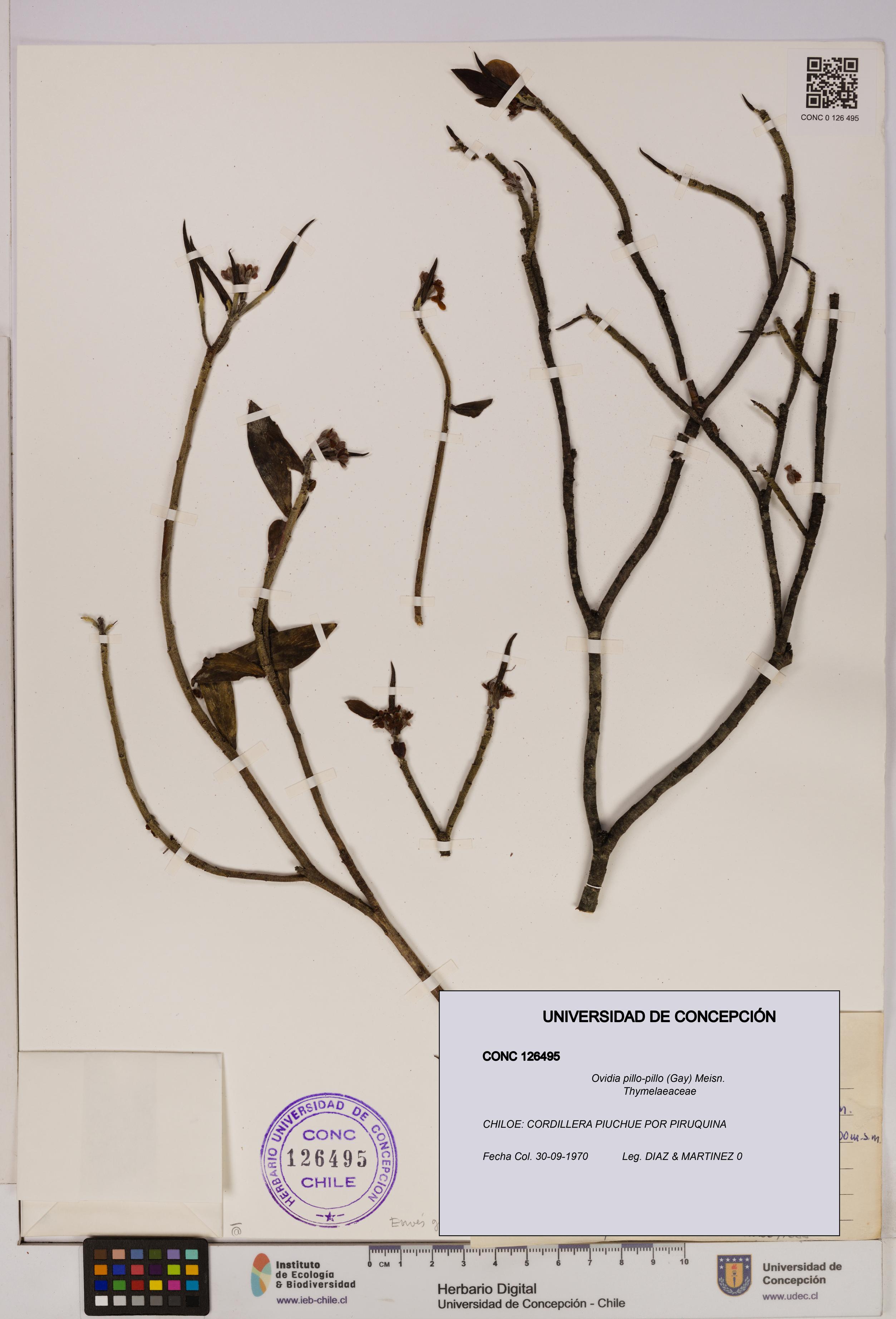 Ovidia pillo-pillo [Espécimen: UDEC:CONC:0126495]