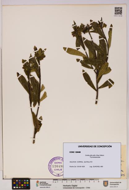 Ovidia pillo-pillo [Espécimen: UDEC:CONC:0126496]