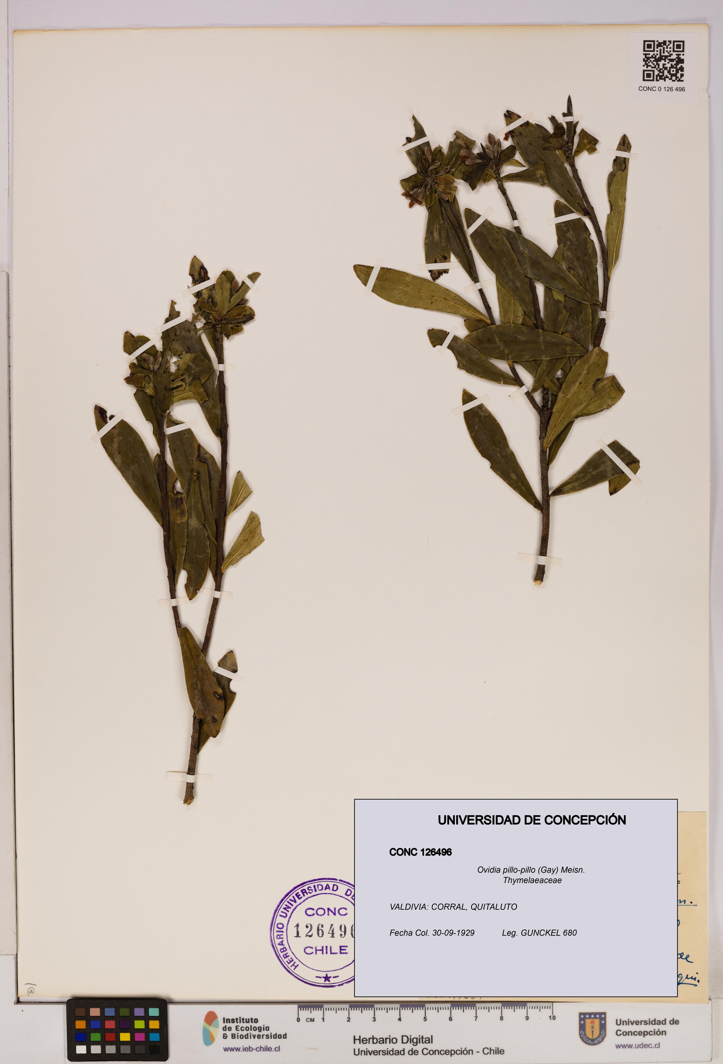 Ovidia pillo-pillo [Espécimen: UDEC:CONC:0126496]