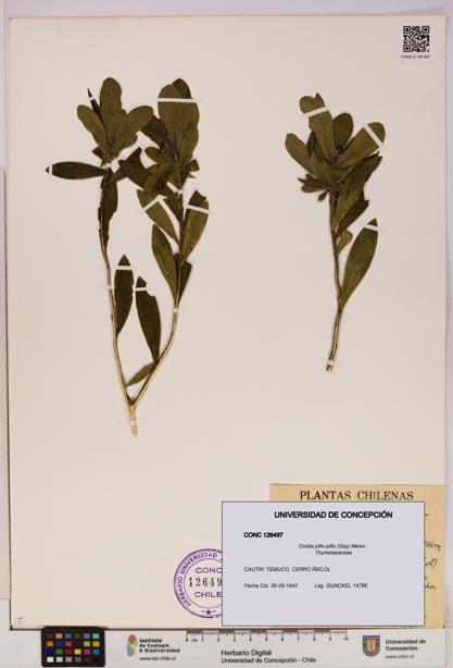 Ovidia pillo-pillo [Espécimen: UDEC:CONC:0126497]