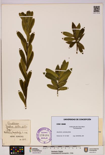 Ovidia pillo-pillo [Espécimen: UDEC:CONC:0126498]