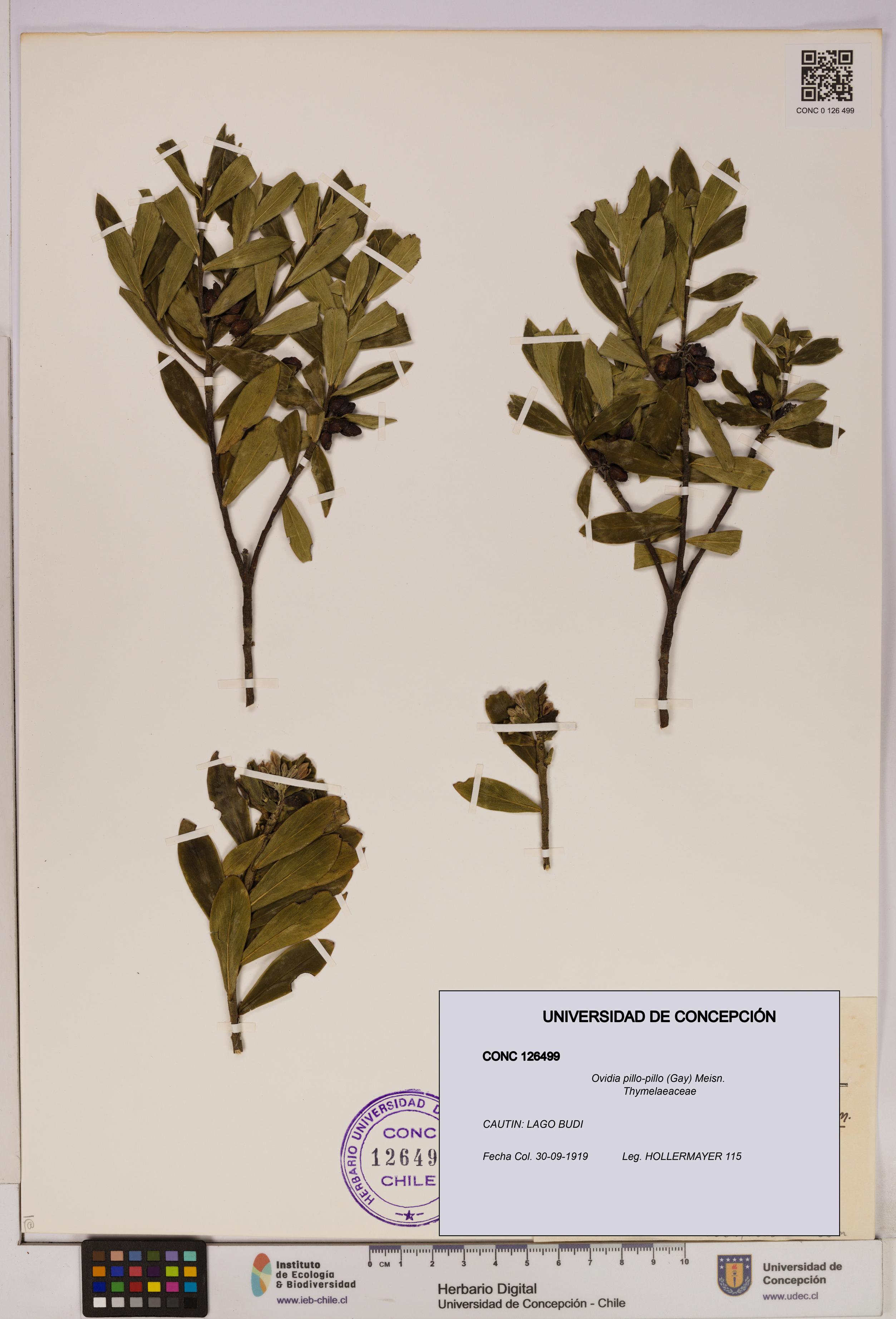 Ovidia pillo-pillo [Espécimen: UDEC:CONC:0126499]