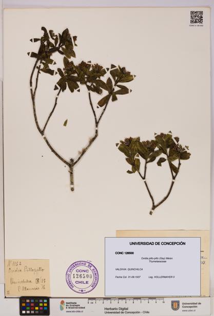 Ovidia pillo-pillo [Espécimen: UDEC:CONC:0126500]