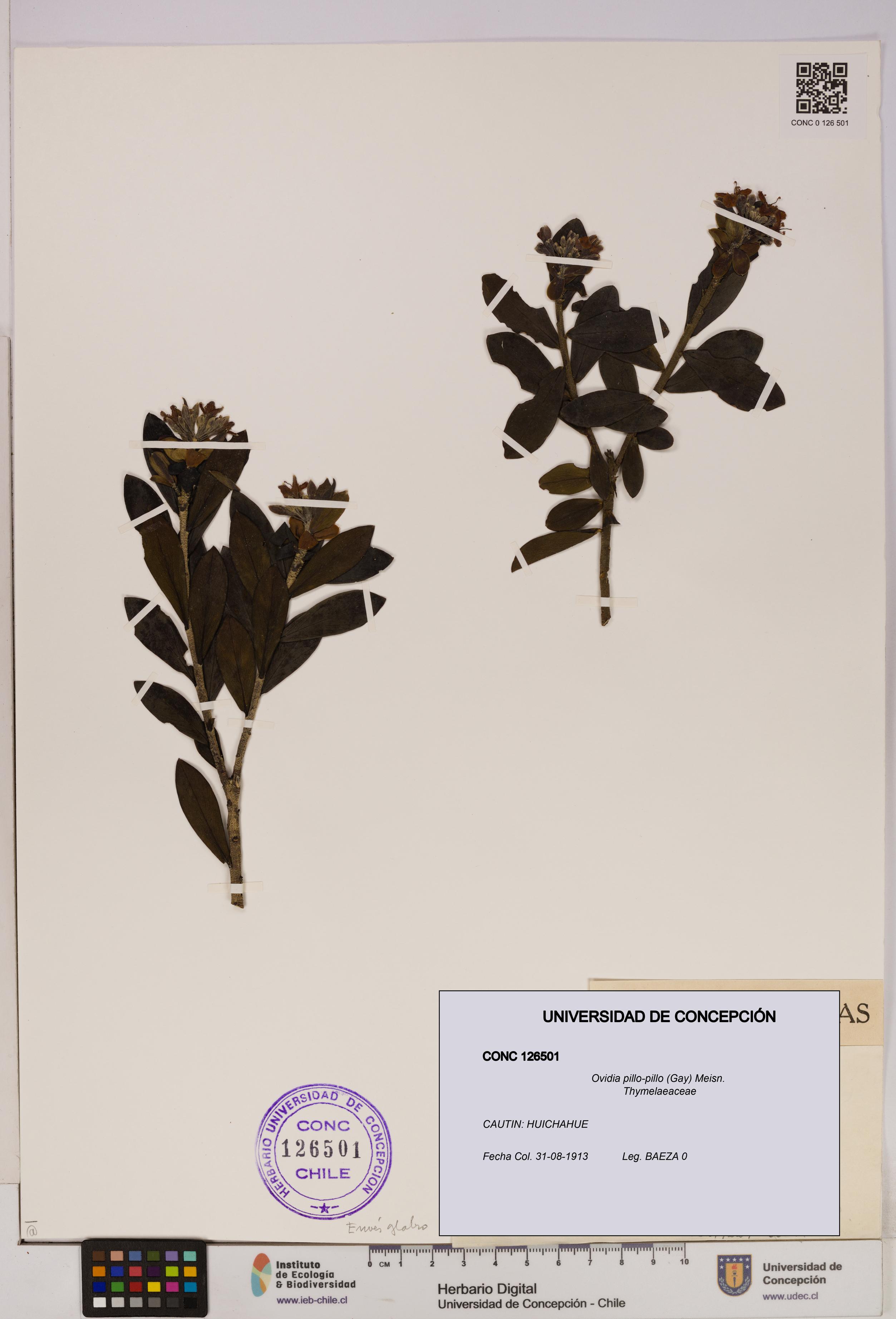 Ovidia pillo-pillo [Espécimen: UDEC:CONC:0126501]