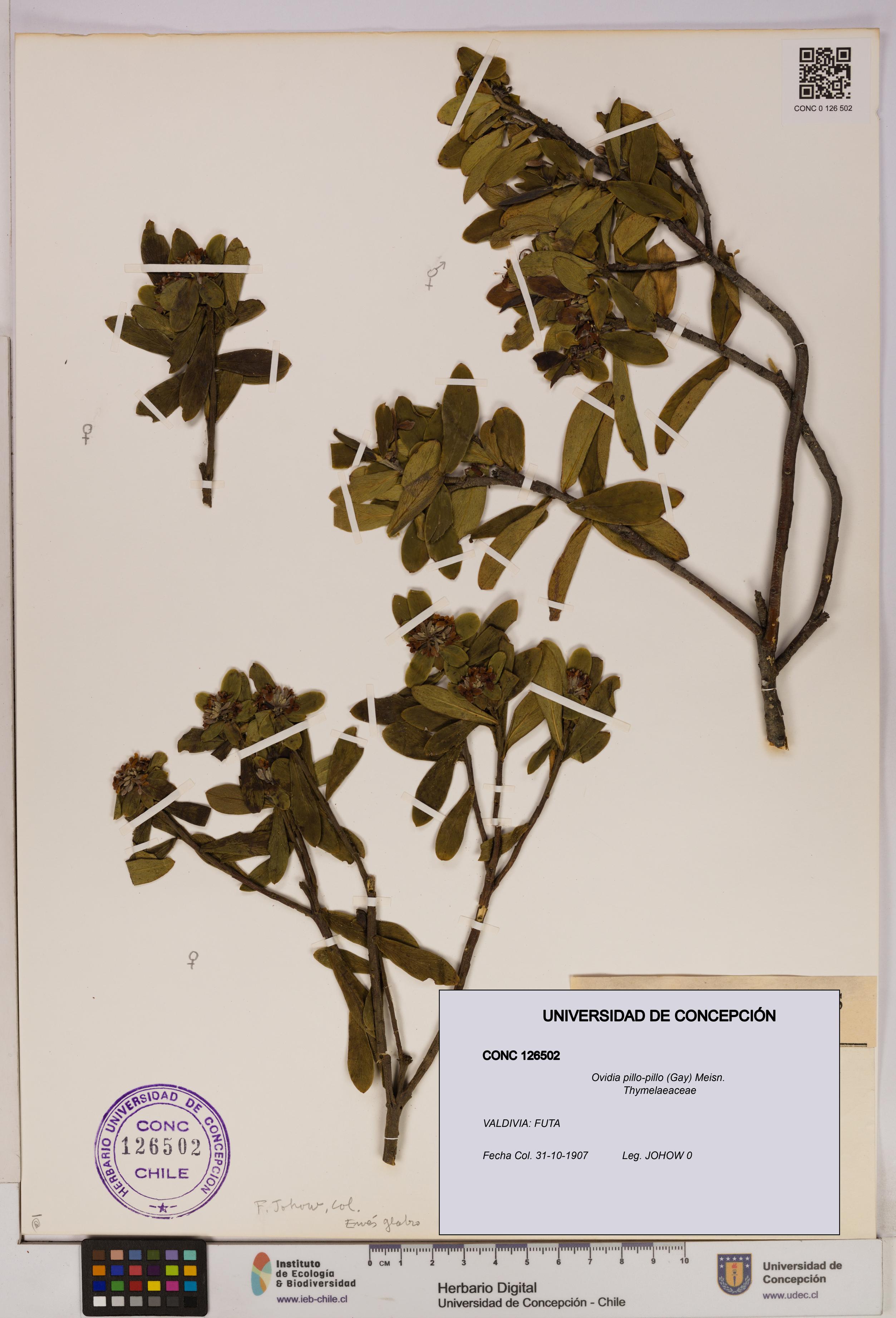 Ovidia pillo-pillo [Espécimen: UDEC:CONC:0126502]